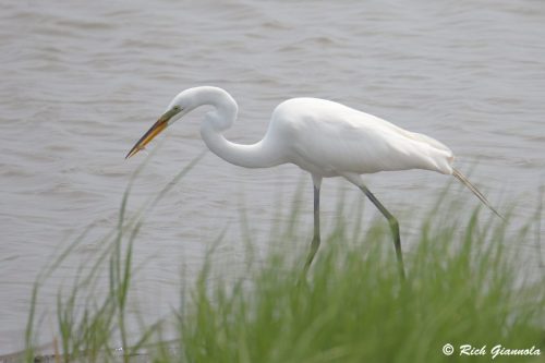 Great Egret