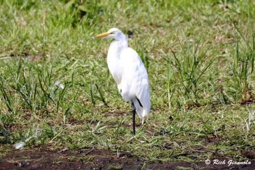 Great Egret