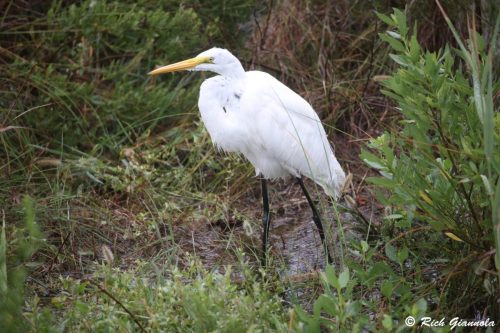 Great Egret