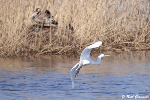 Great Egret