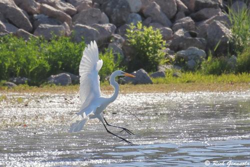 Great Egret