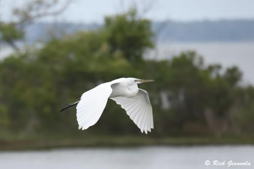 Great Egret