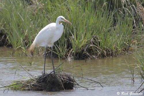 Great Egret