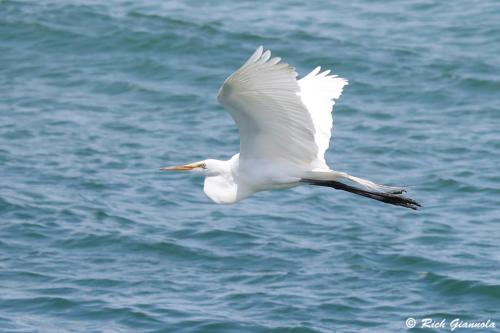 Great Egret