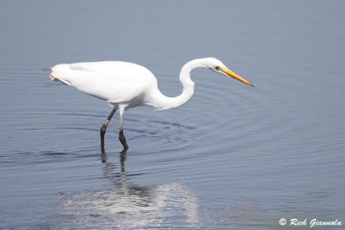 Great Egret