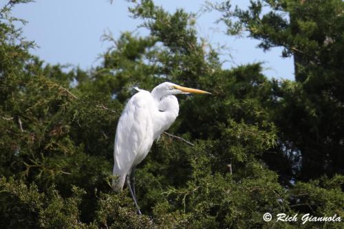 Great Egret