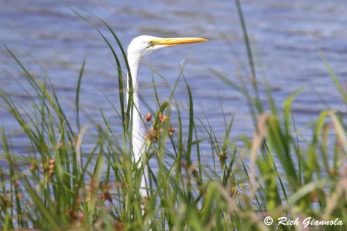 Great Egret