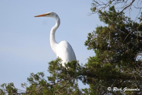 Great Egret