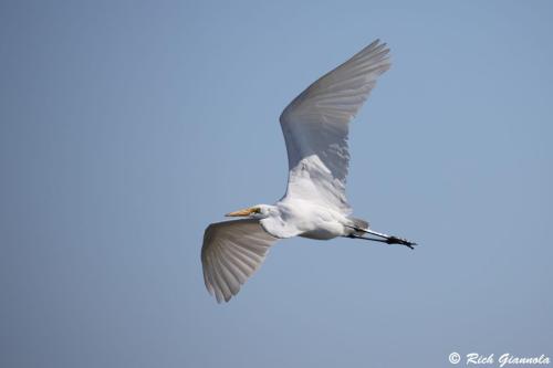 Great Egret