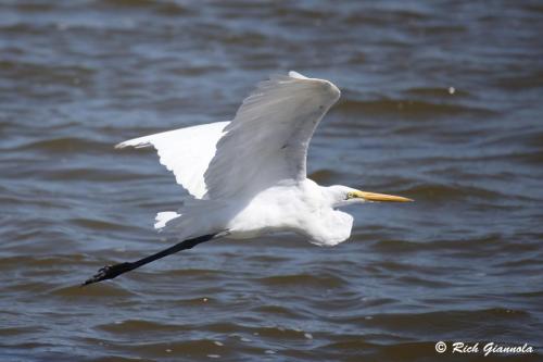 Great Egret