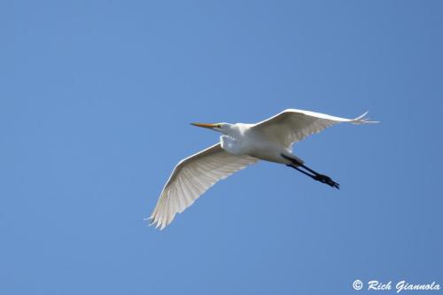 Great Egret