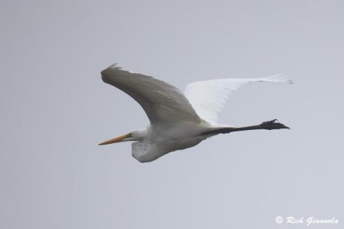 Great Egret