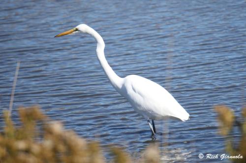 Great Egret