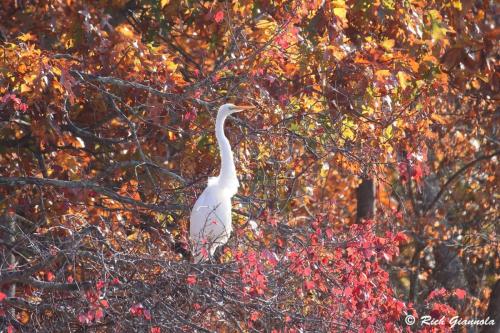 Great Egret