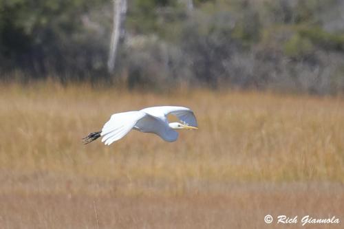 Great Egret