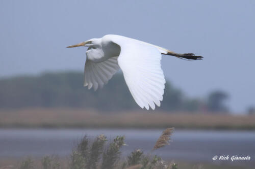 A Great Egret looking great