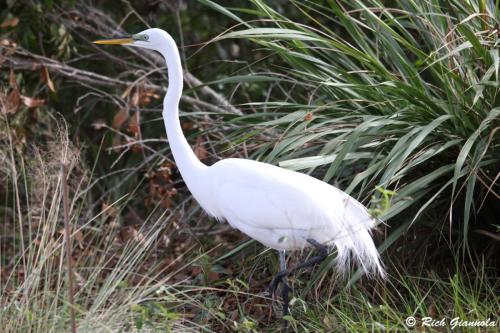 Great Egret