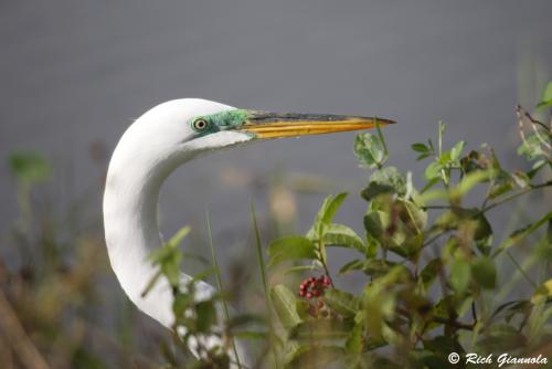 Great Egret