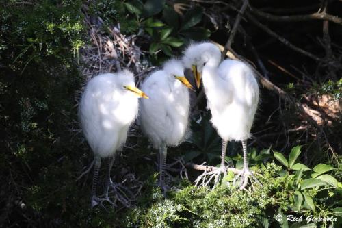 Great Egrets