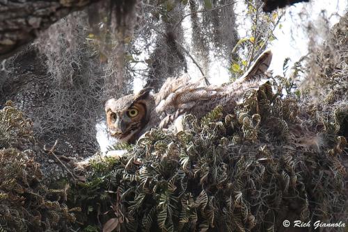 Great-Horned Owl