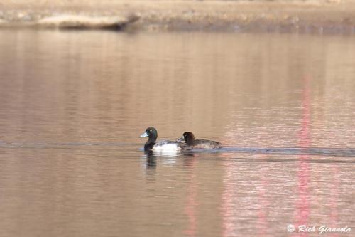 Greater Scaup