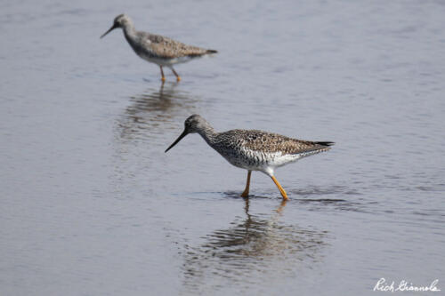 Greater Yellowlegs