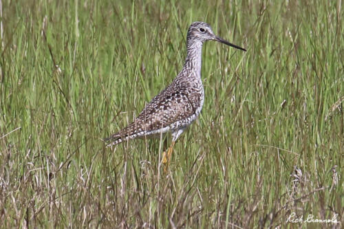 Greater Yellowlegs in the grass field