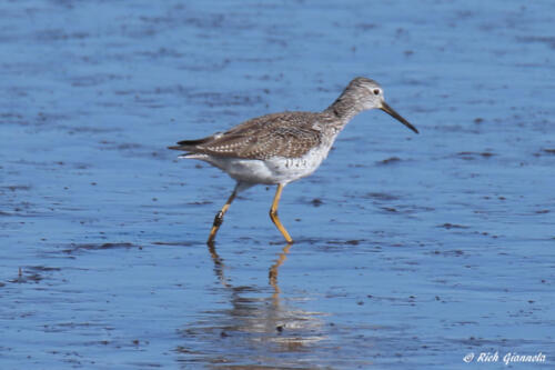 Greater Yellowlegs