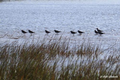 Greater Yellowlegs