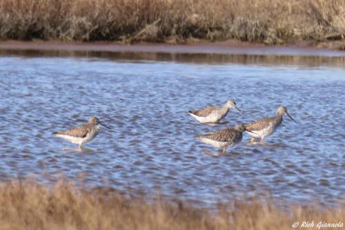 Greater Yellowlegs