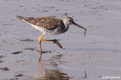 Greater Yellowlegs