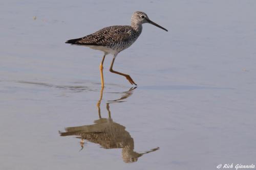 Greater Yellowlegs