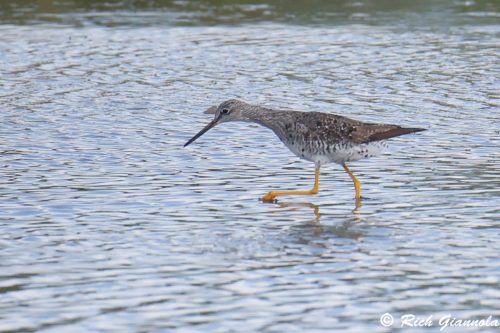 Greater Yellowlegs