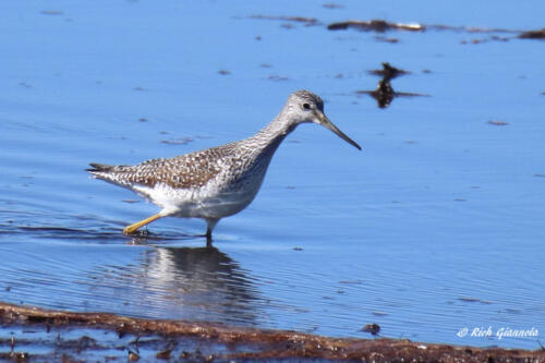 Greater Yellowlegs looking for food