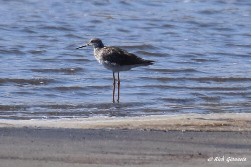 Greater Yellowlegs looking for something to eat