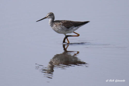 A Greater Yellowlegs walking through the mud