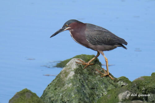 A Green Heron waiting patiently for a fish