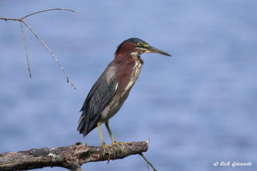 A cooperative Green Heron posing