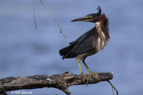 A Green Heron looking over its shoulder