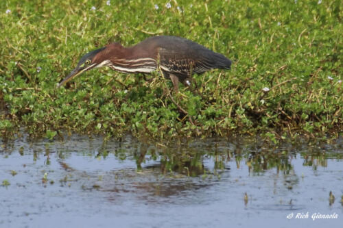 A Green Heron looking for a fish