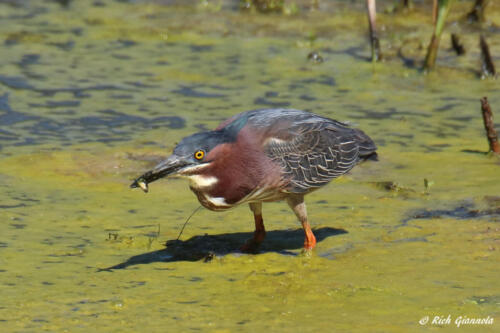 Green Heron