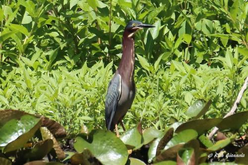 Green Heron