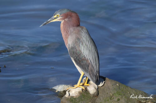 Green Heron waiting for the right opportunity