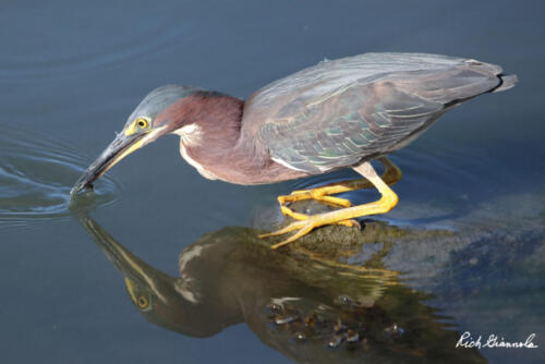 Green Heron catching a small fish