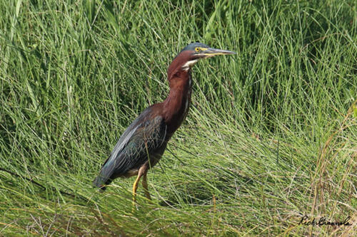 Green Heron standing tall