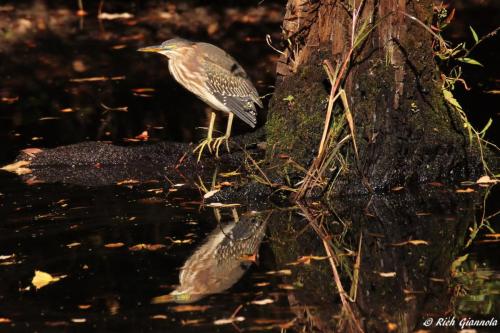 Green Heron