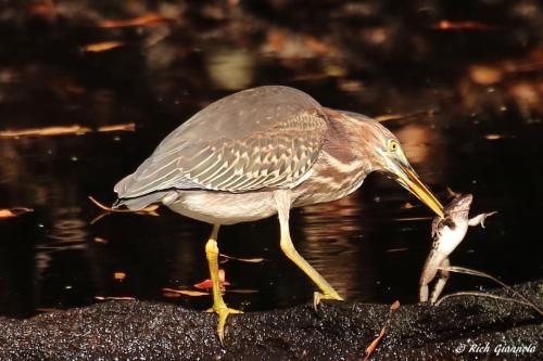 Green Heron