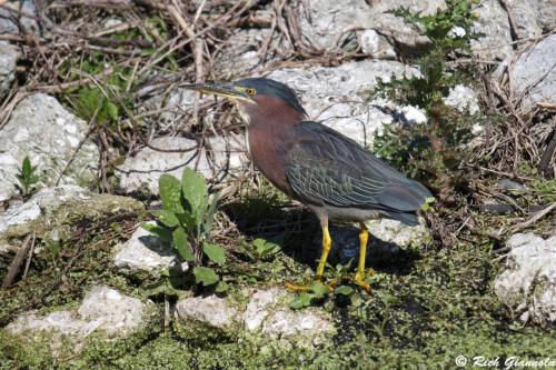 Green Heron