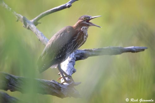 Green Heron
