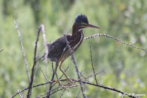 Green Heron